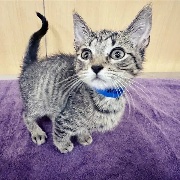 A baby small-sized male Gray / Blue / Silver Domestic Short Hair cat named Chairman Meow for adoption in Saint Louis, MO