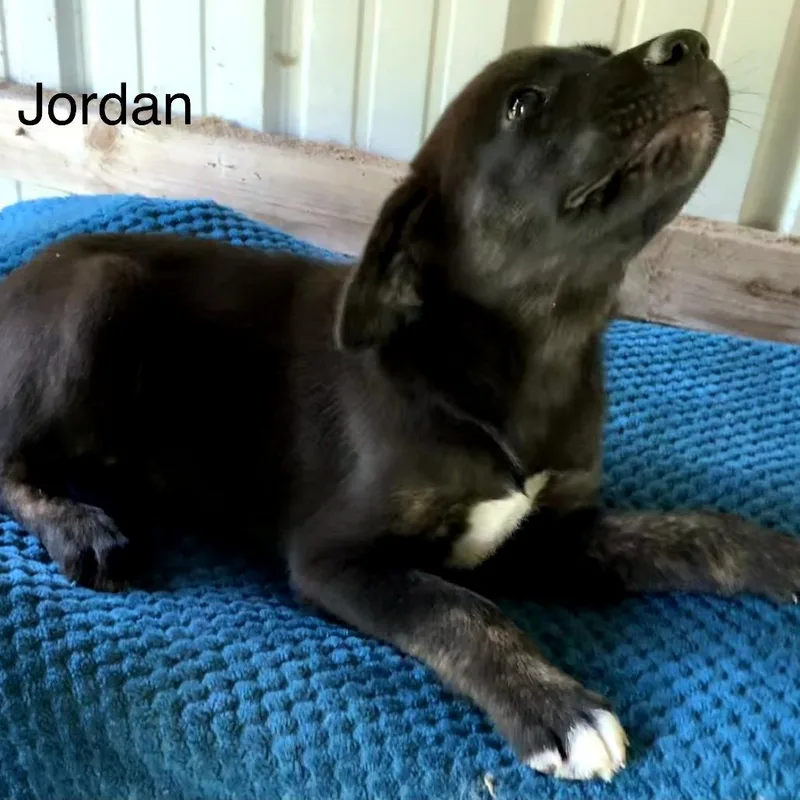 A baby medium-sized male Black Labrador Retriever dog named Jordan for adoption in Mount Pleasant, TX
