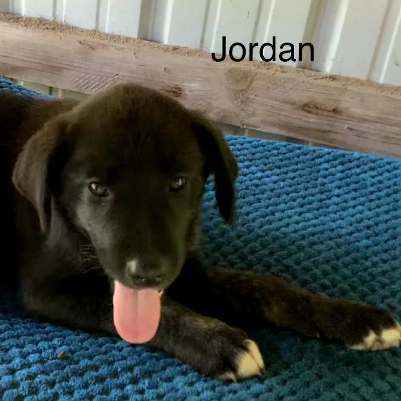Jordan thumbnail 2