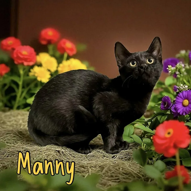 Manny