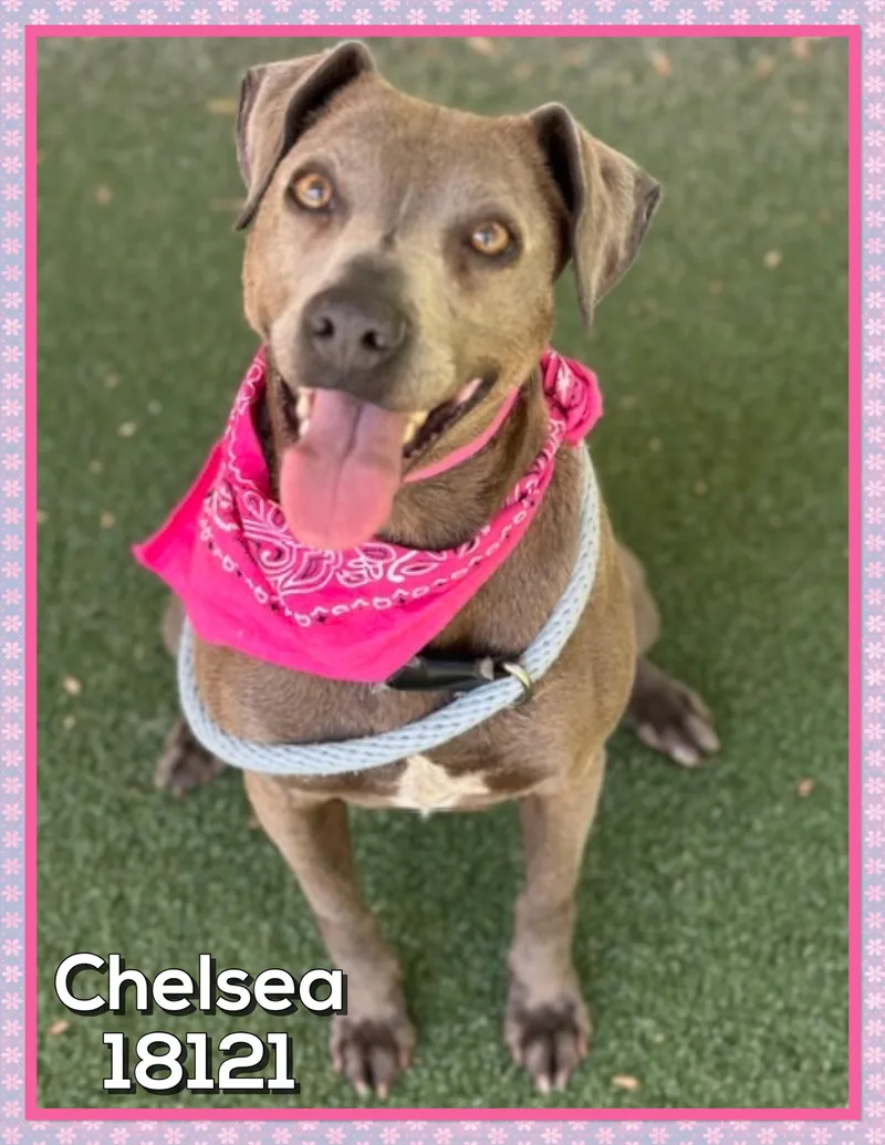 An adult medium-sized female Gray / Blue / Silver Labrador Retriever dog named Chelsea for adoption in Marietta, GA