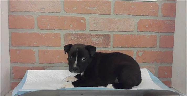 A baby small-sized male Staffordshire Bull Terrier dog named Hulk for adoption in Houston, TX