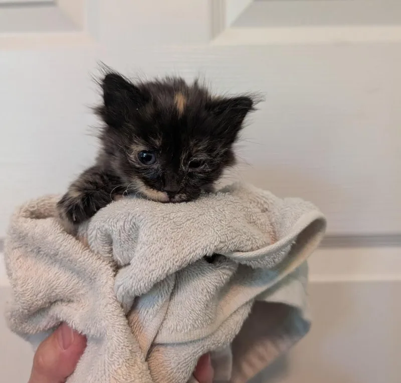 A baby medium-sized female Domestic Medium Hair cat named Xena for adoption in Fort Oglethorpe, GA