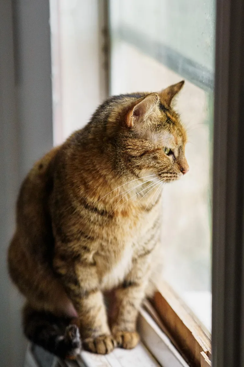 An adult medium-sized female Orange / Red Torbie cat named Hummingbird for adoption in LAMPASAS, TX