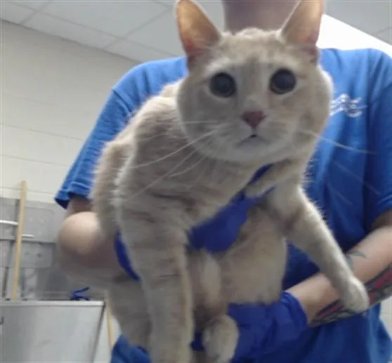 An adult medium-sized male Domestic Short Hair cat named Marshmallow for adoption in Fayetteville, NC
