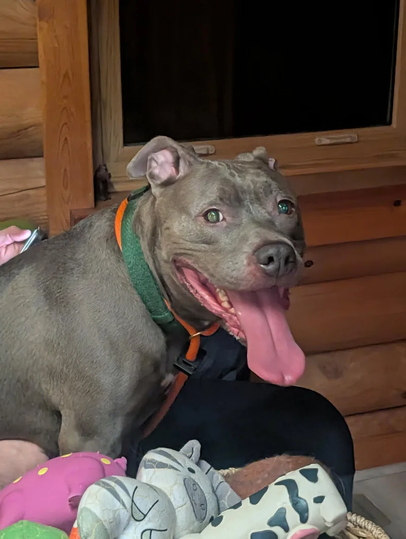 An adult medium-sized female Pit Bull Terrier dog named Subbie for adoption in Herndon, VA
