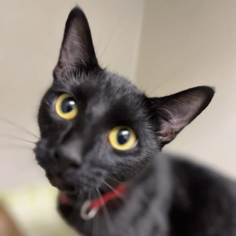 A young medium-sized female Black Domestic Short Hair cat named 72773 for adoption in Harrisonburg, VA