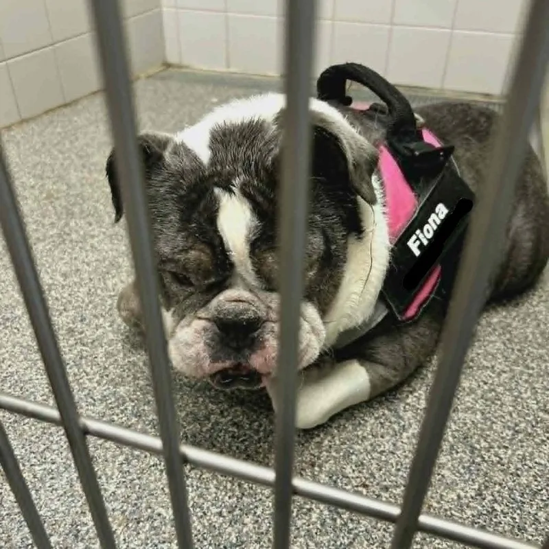 An adult medium-sized female Gray / Blue / Silver English Bulldog dog named Fiona for adoption in Ada, MN