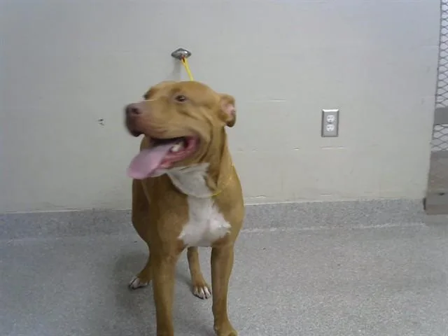 An adult large-sized male Staffordshire Bull Terrier dog named Pony Boy for adoption in Pasadena, TX