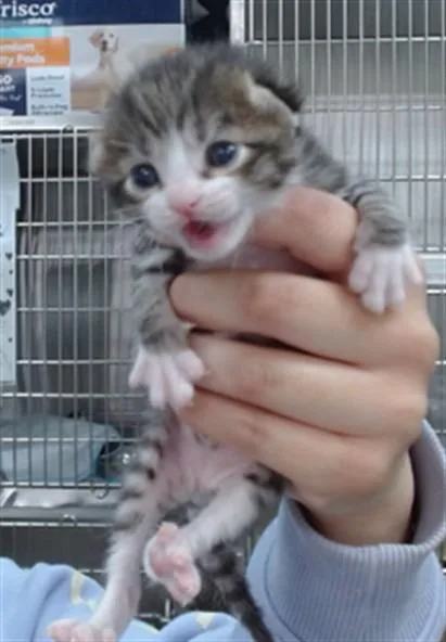 A baby small-sized male Domestic Short Hair cat named Ozzy for adoption in Salinas, CA