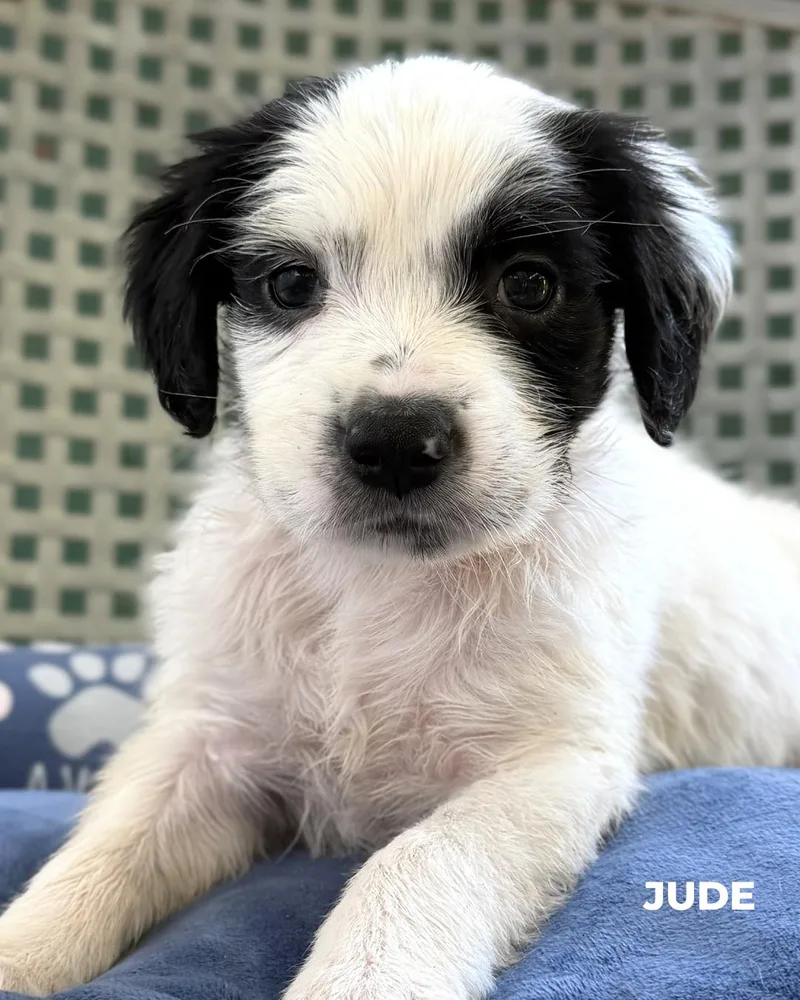 A baby medium-sized male Labrador Retriever dog named Jude for adoption in Los Angeles, CA