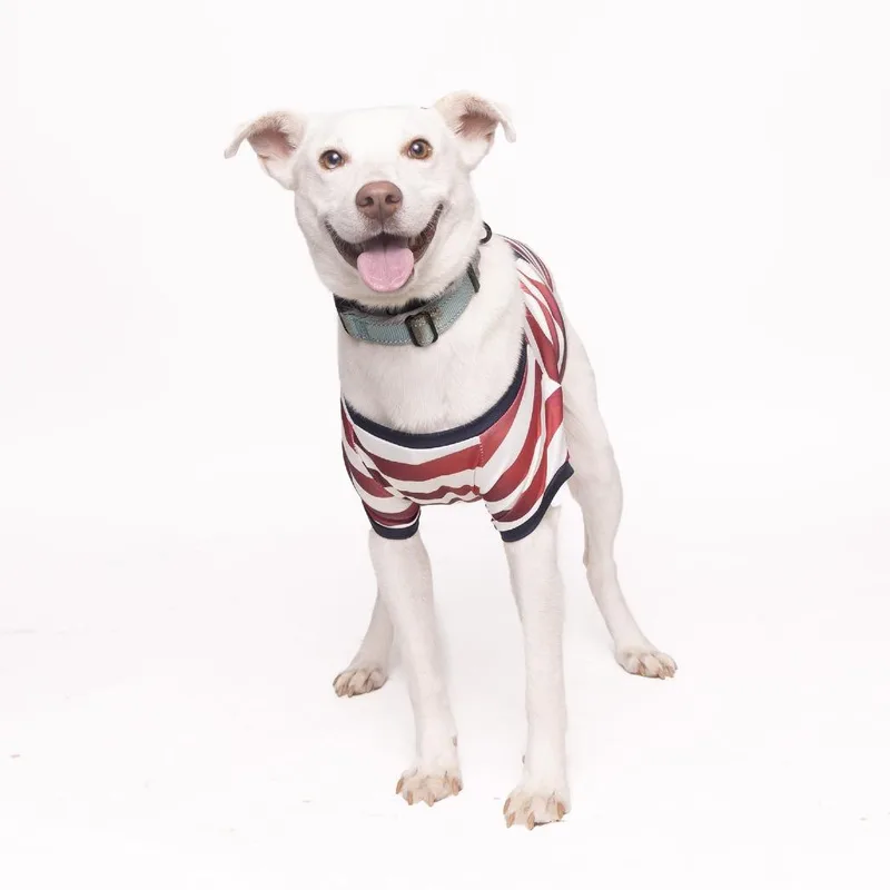 An adult medium-sized male White / Cream Mixed Breed dog named Oreo for adoption in Franklin, TN