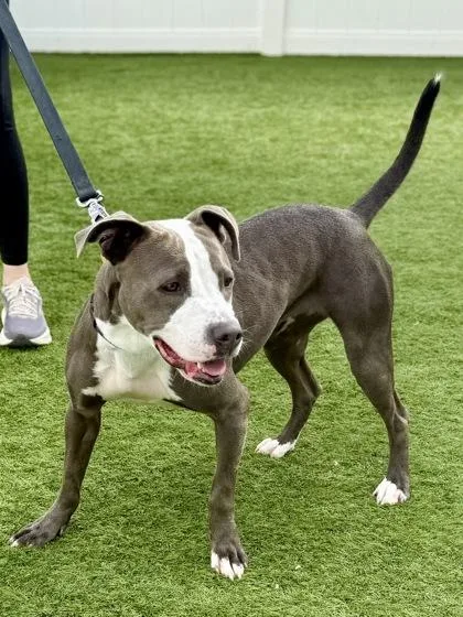 An adult medium-sized female Pit Bull Terrier dog named Sheba for adoption in Downers Grove, IL