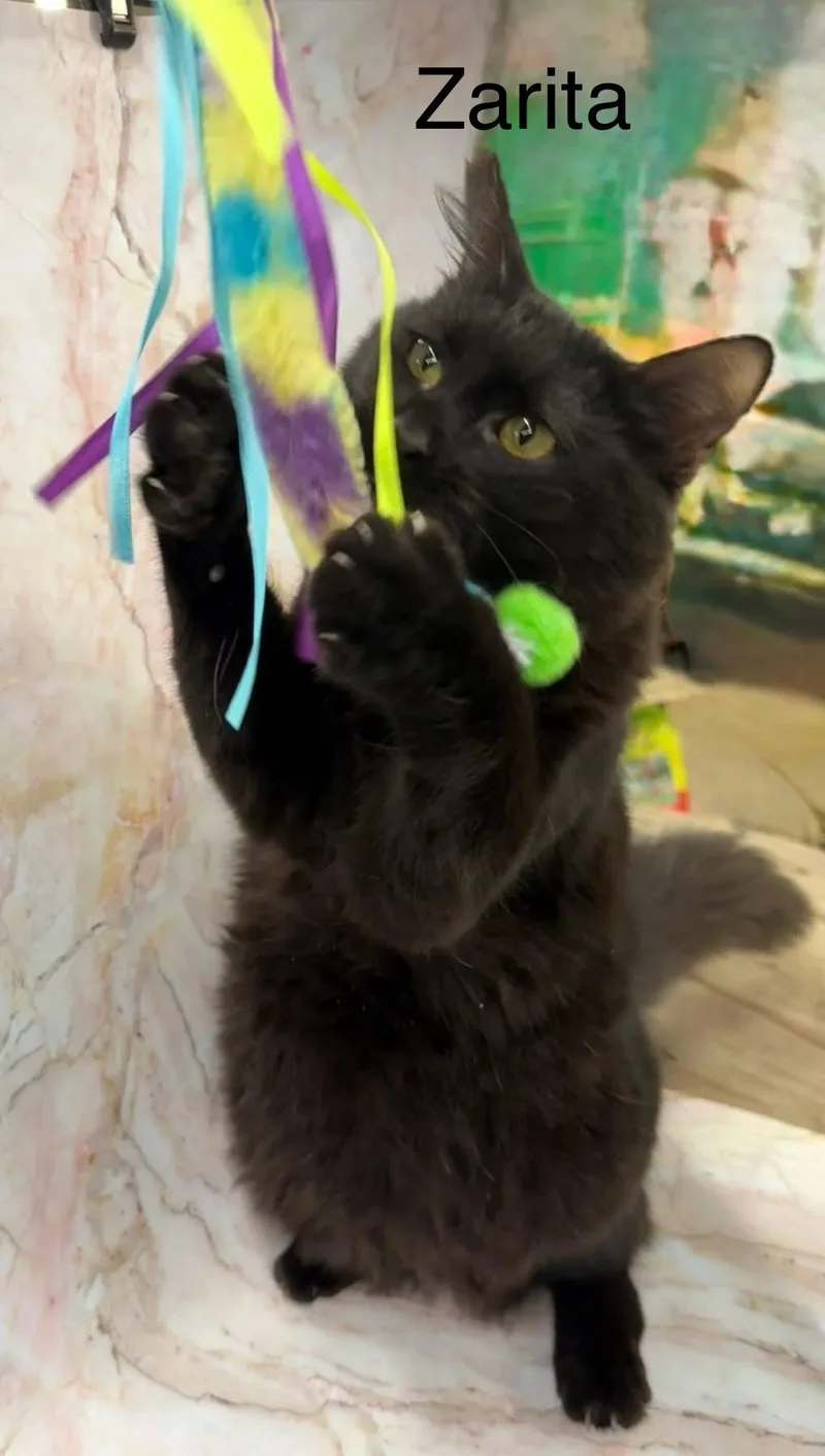 Zarita thumbnail 2