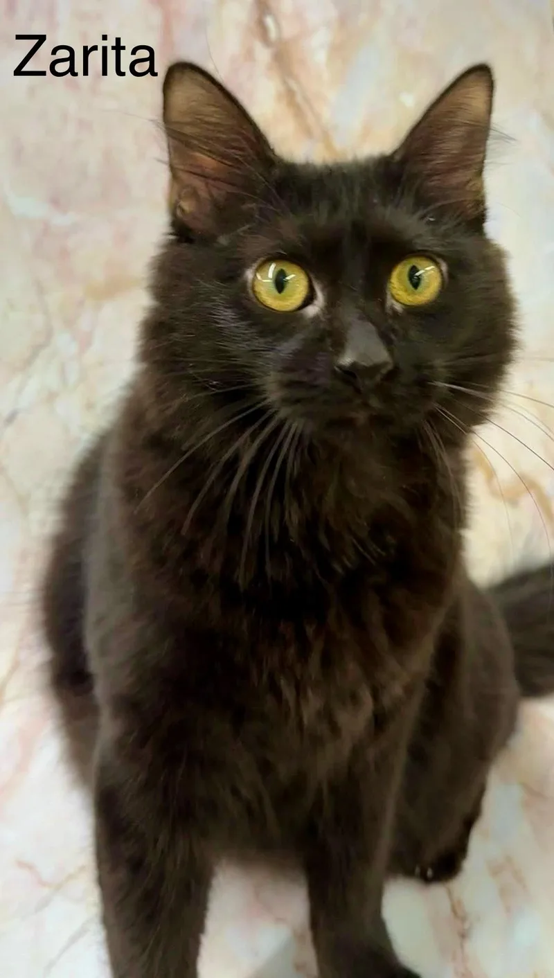 Zarita thumbnail 5
