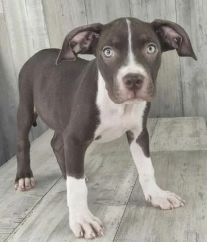 An adult small-sized male Terrier dog named Chance for adoption in Shreveport, LA