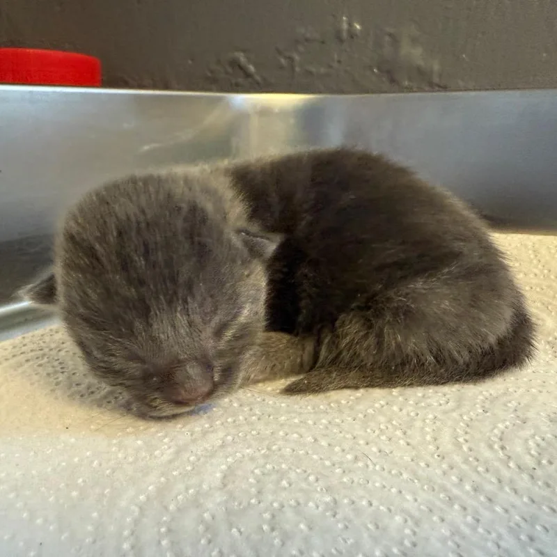 A baby small-sized male Gray / Blue / Silver Domestic Short Hair cat named Smokey for adoption in Tuscaloosa, AL