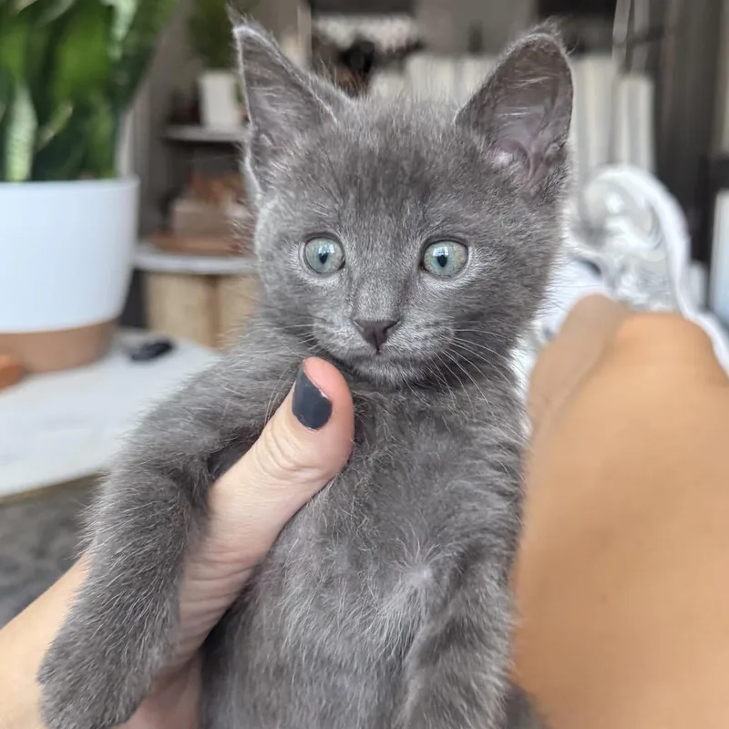 Smokey thumbnail 2