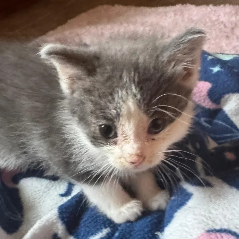 A baby small-sized female Gray / Blue / Silver Domestic Short Hair cat named Flakes for adoption in Waukesha, WI