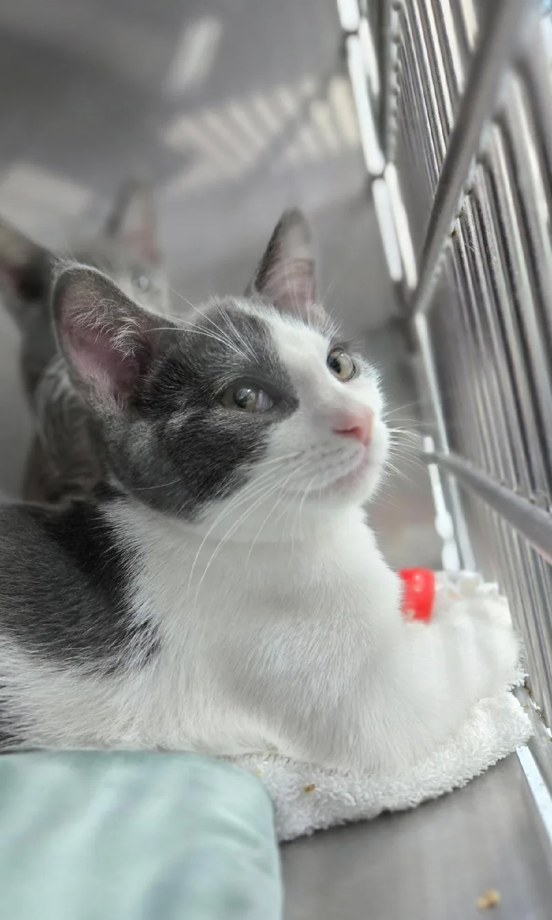 A baby medium-sized male Gray & White Domestic Short Hair cat named Kiedis for adoption in Mount Vernon, OH