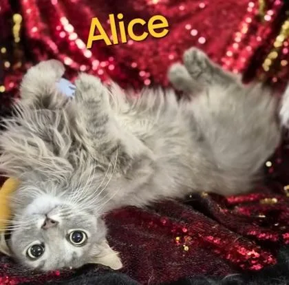 Alice thumbnail 3