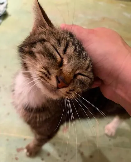 An adult medium-sized female Brown / Chocolate Domestic Short Hair cat named Queen Bee for adoption in Kansas City, MO