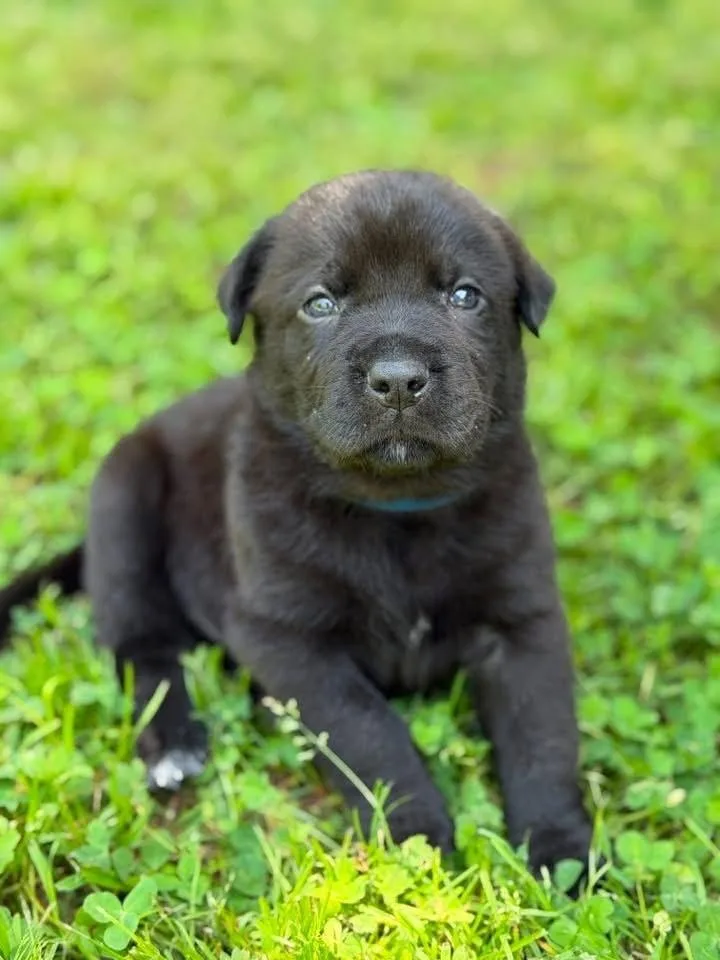 A baby large-sized male Black Labrador Retriever dog named Bud for adoption in Warr Acres, OK
