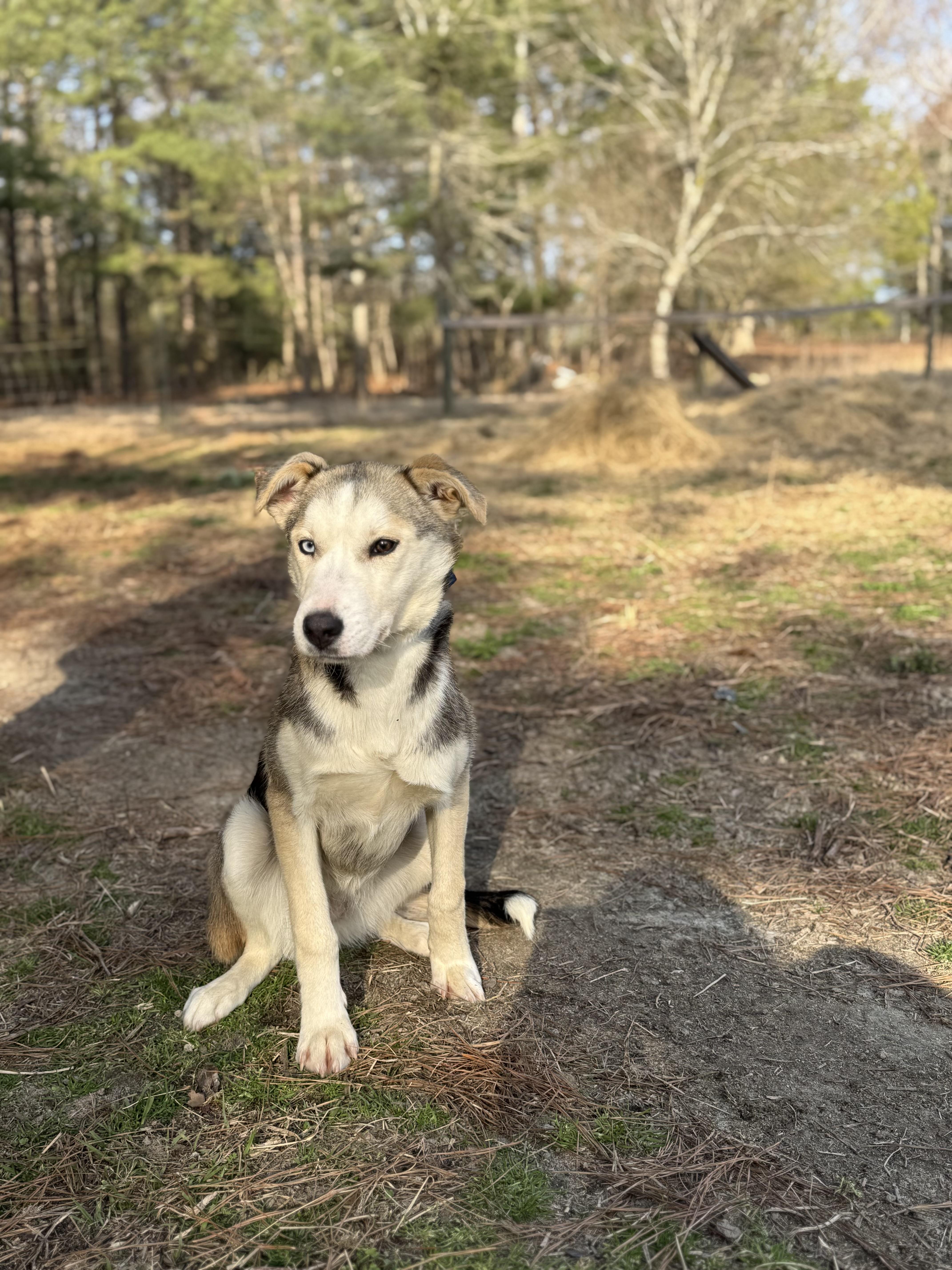 A baby medium-sized female Tricolor (Brown, Black, & White) Husky dog named Echo for adoption in Manchester, CT