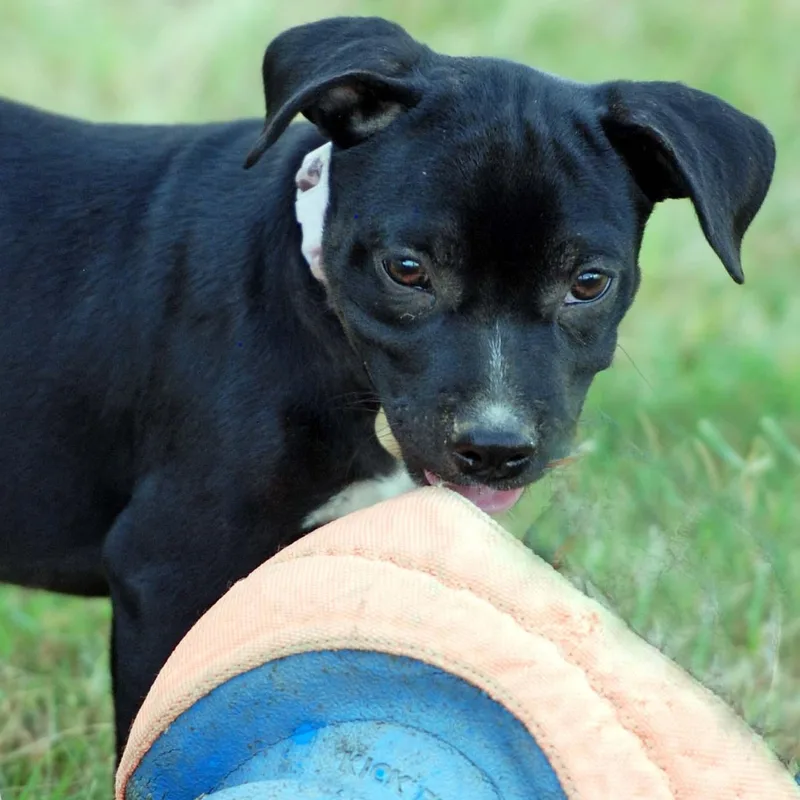 A baby medium-sized female Black American Bully dog named Eclair for adoption in Madisonville, TX