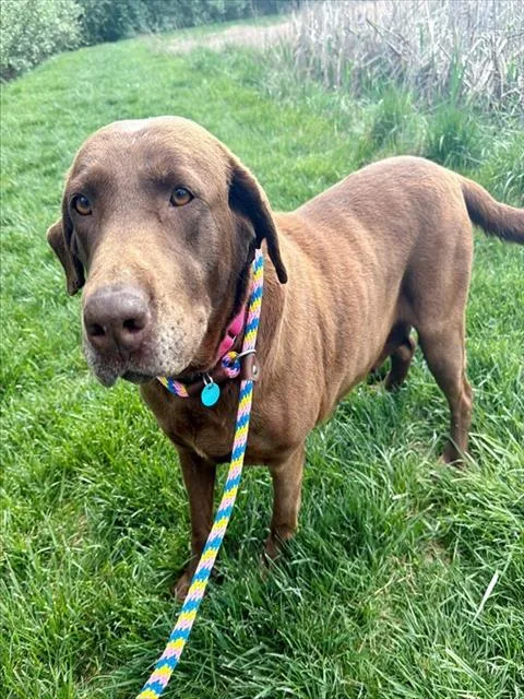 An adult large-sized female Labrador Retriever dog named Ellana for adoption in Leesburg, VA
