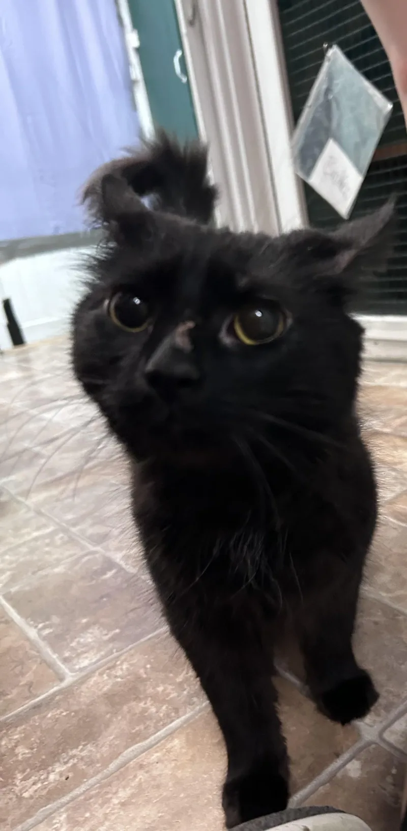 Shimmy Shimmy Cocoa Puff thumbnail 2