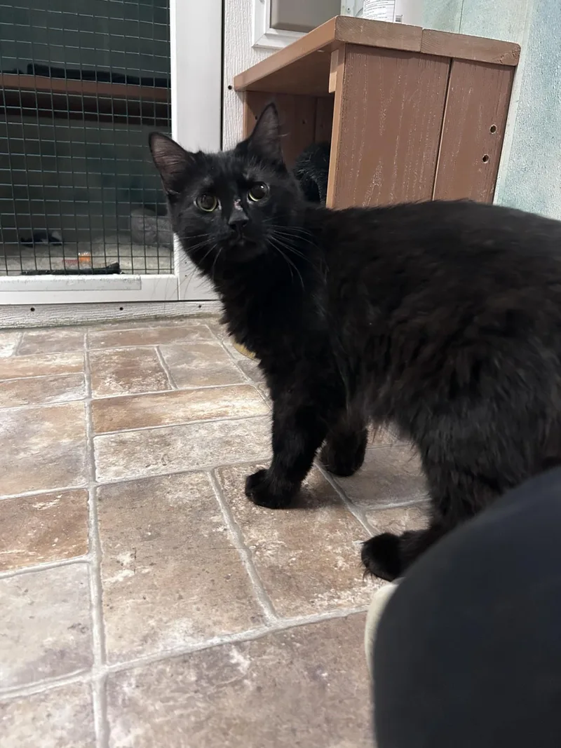 An adult large-sized female Domestic Medium Hair cat named Shimmy Shimmy Cocoa Puff for adoption in Altoona, PA