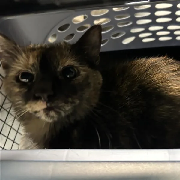 An adult medium-sized female Tortoiseshell Domestic Short Hair cat named Chun Li for adoption in Redmond, WA