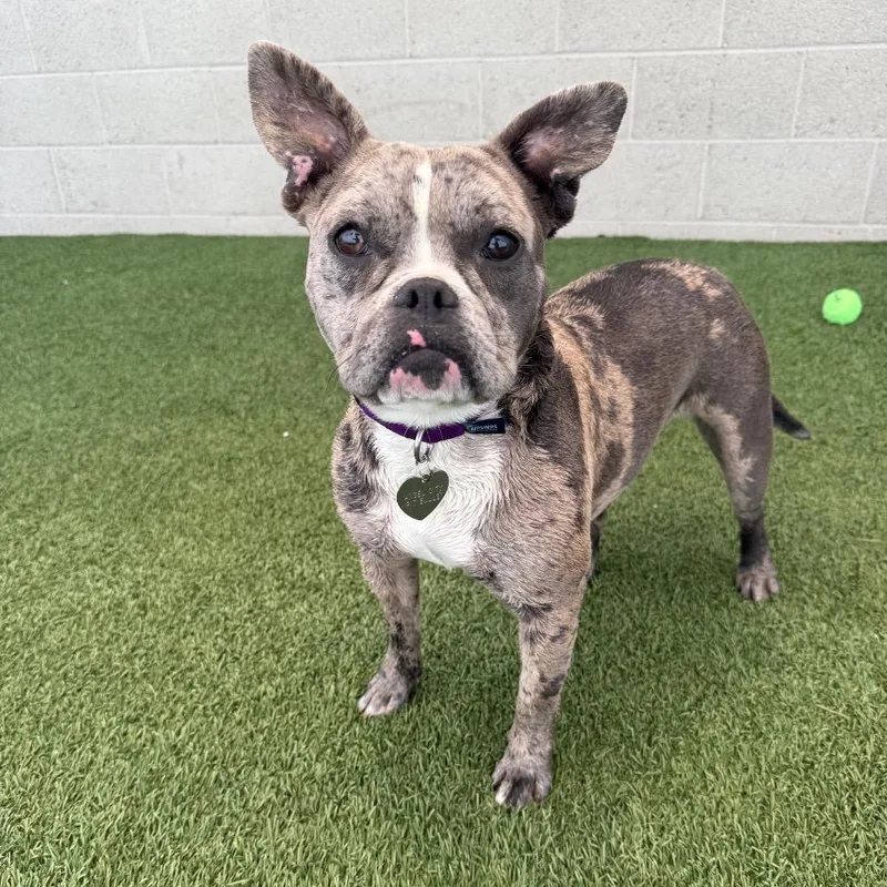 A young medium-sized female Gray / Blue / Silver Pit Bull Terrier dog named Sarsaparilla for adoption in Los Angeles, CA