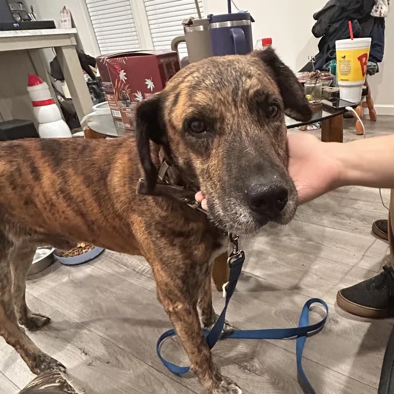 An adult medium-sized male Mixed Breed dog named Adam Sandler for adoption in Greensboro, NC