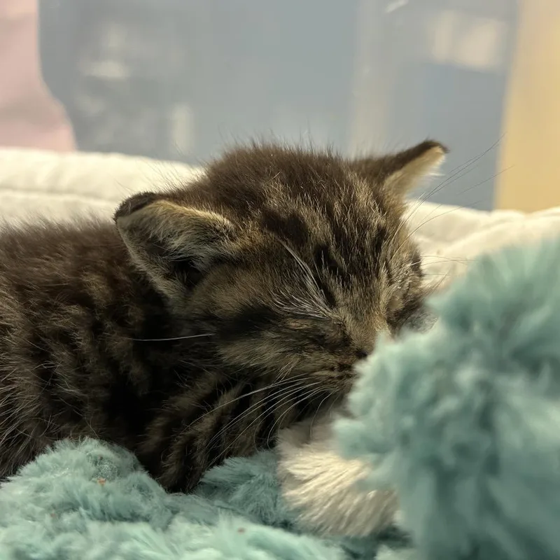 A baby small-sized male Brown / Chocolate Domestic Short Hair cat named Sunshine for adoption in Lynchburg, VA