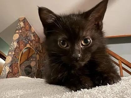 A baby small-sized female Domestic Short Hair cat named Fluff for adoption in Hobart, IN