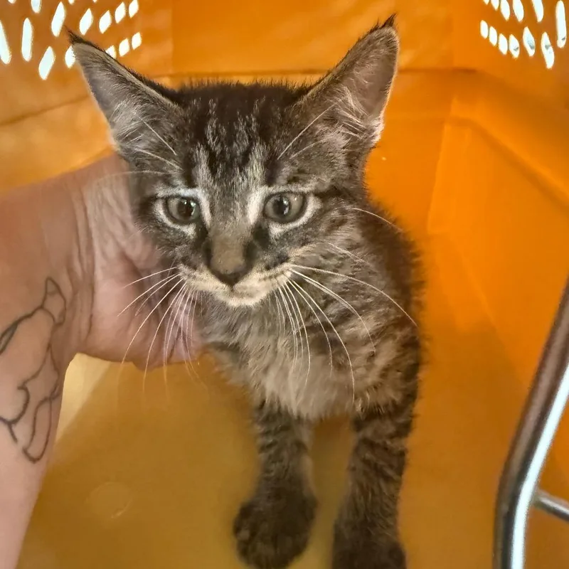 A baby small-sized female Brown / Chocolate Domestic Short Hair cat named Yarn BallC for adoption in East Saint Louis, IL