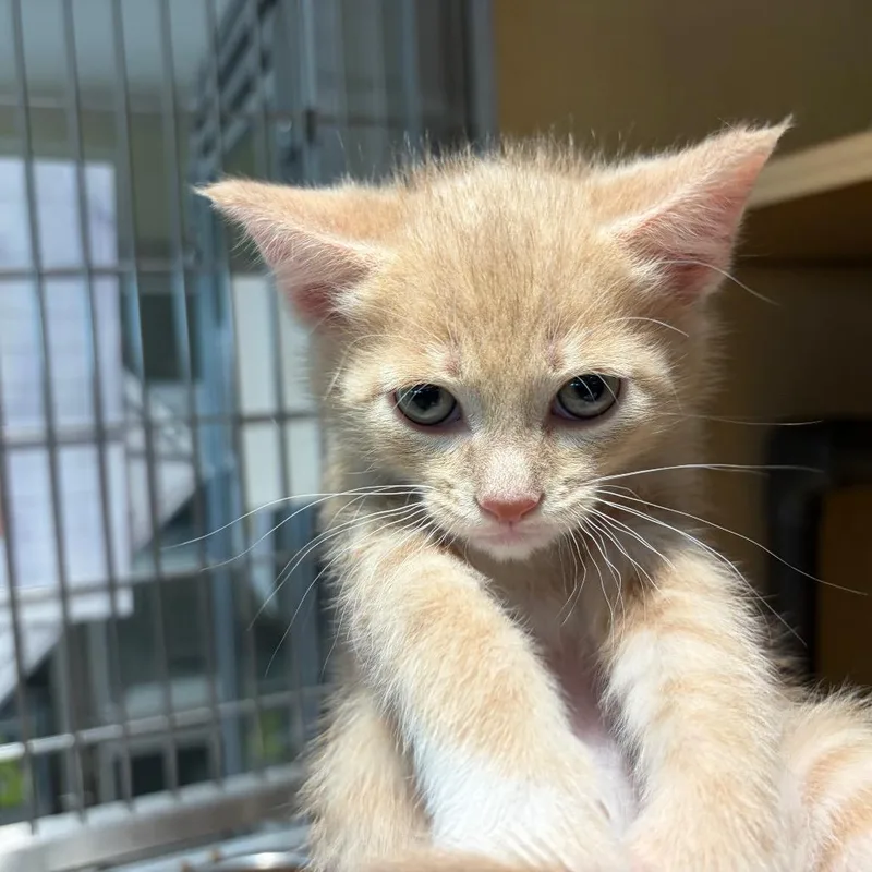 A baby small-sized male Buff / Tan / Fawn Domestic Short Hair cat named Dr. Robby for adoption in Chesapeake, VA