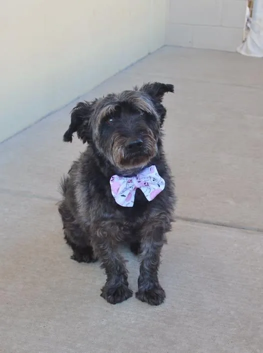 A senior medium-sized female Cairn Terrier dog named Binx for adoption in McKinney, TX