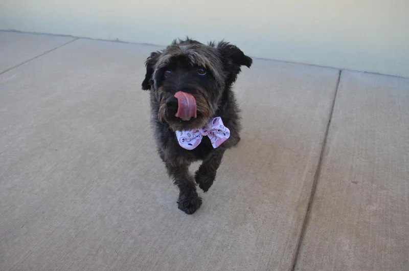 Binx thumbnail 2