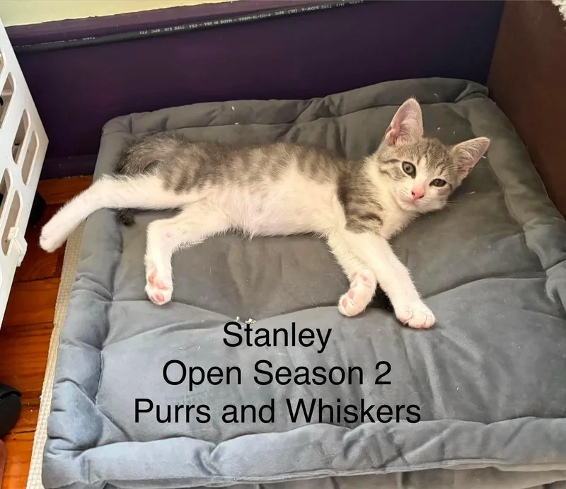 A baby medium-sized male Gray & White Domestic Short Hair cat named Stanley for adoption in New Hartford, NY