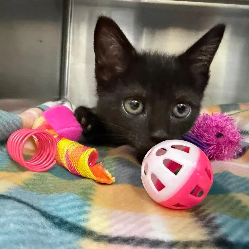 A baby small-sized female Black Domestic Short Hair cat named Sandbar for adoption in Middleburg, FL