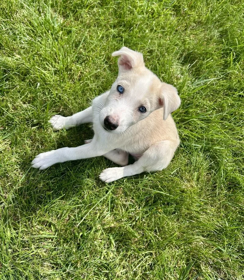 A baby medium-sized female Shepherd dog named Betty White for adoption in Lafayette, CO