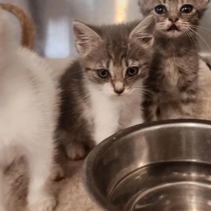 A baby small-sized female Gray / Blue / Silver Domestic Short Hair cat named Joy for adoption in Evensville, TN