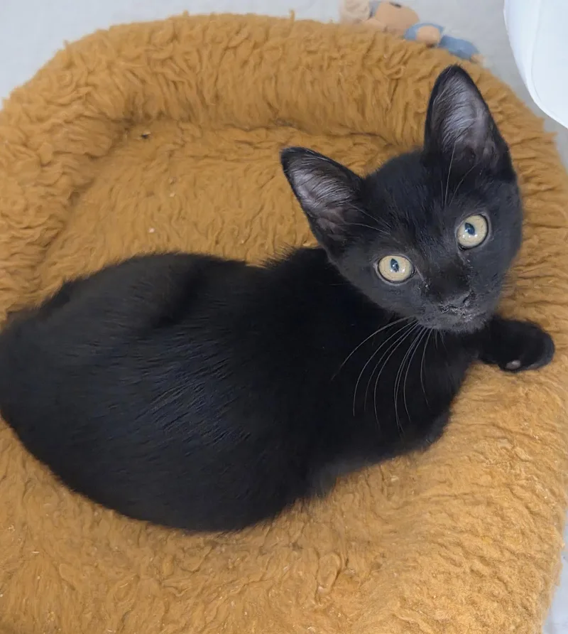A young medium-sized female Domestic Short Hair cat named Sesame Street for adoption in Satellite Beach, FL