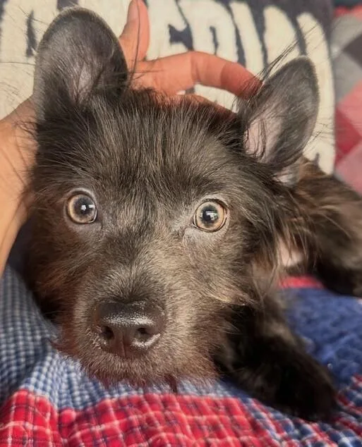 A baby small-sized male Black Chihuahua dog named Pup Cubby for adoption in Washington, DC