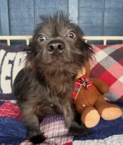 Pup Cubby thumbnail 2