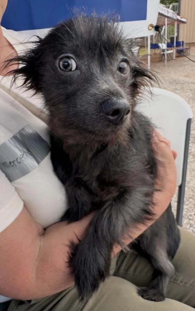 Pup Cubby thumbnail 3