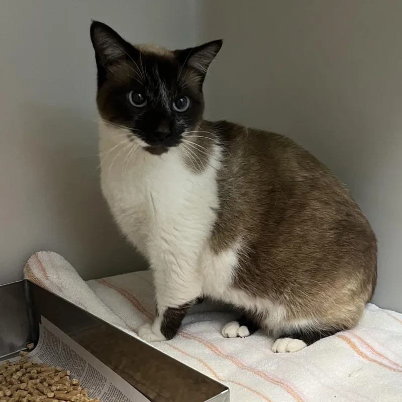 An adult medium-sized female Brown / Chocolate Domestic Short Hair cat named 70959 for adoption in Harrisonburg, VA